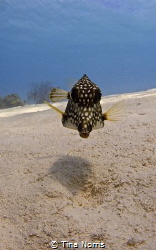 Spotted Trunkfish by Tina Norris 